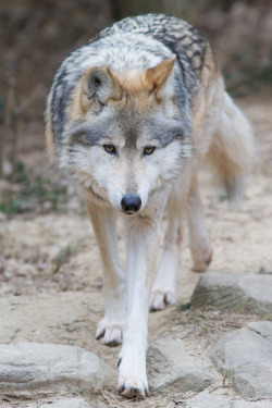 elegantwolves:  by Mark Dumont