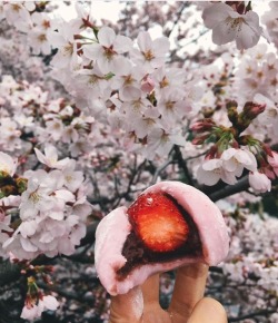 sakurainsapporo:  Daifuku & Sakura in Tokyo