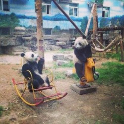 Two pandas hanging out in the park. They look like having human