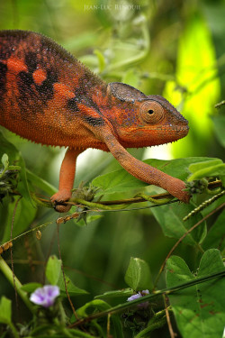 creatures-alive:  (via 500px / Camé Léon… by Jean-Luc Renouil)