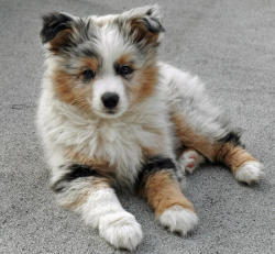 thecutestofthecute:  Arlo the Australian Shepherd 