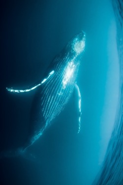 heaven-ly-mind:  dancing whale by Alexander Safonov on 500px