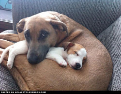 aplacetolovedogs:  Tiny rescue puppy snuggling with her older