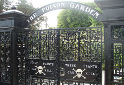 along-came-a-magpie:sixpenceee:Alnwick Poison Gardens. The gardens