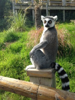 shanology:  cakejam:  this lemur didn’t seem pleased that i