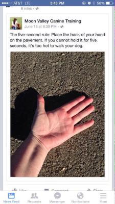 overachieversloth:  tbhplsstaph:  LPT: For you dog owners out
