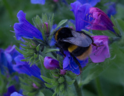 point-click-edit-publish: Bees in flowers at the House of Dun,