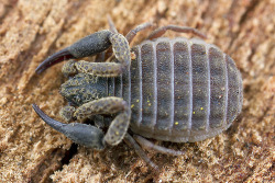 invertophiles: Pseudoscorpions…like scorpions, only not! When