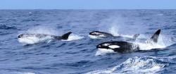 australianorca:  Orca in Bremer Bay, Western Australia. Photos