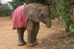 It’s World Elephant Day! Baby elephants suck their trunks—like
