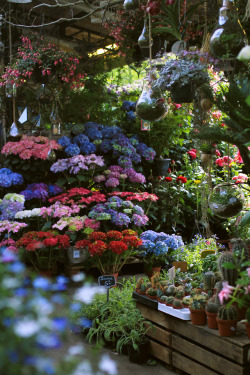 predictablytypical:Paris flower market 