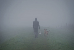 hinterdemmond:  man with dogs