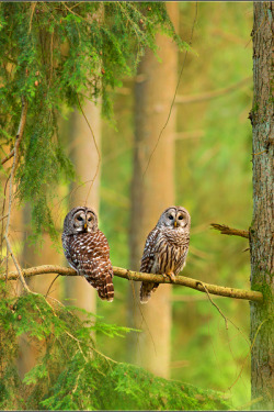 earthdaily:  earthdaily: Forest Keepers by Jess Findlay 