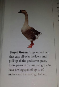 redditfront:  Stupid Geese - via http://ift.tt/1VJ392E 