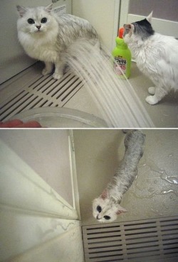 hotbritishguyspluscats:  I love when big fluffy cats shrink when