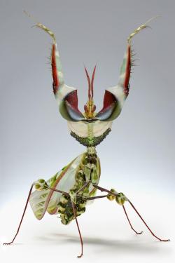 cool-critters:  Devil´s flower mantis (Idolomantis diabolica)