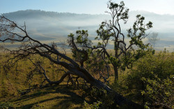 rosesinaglass:  Rough-barked Apple Gums by dustaway on Flickr.