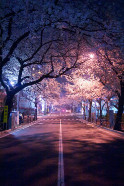 ethereo:  Sakura at Night via Flickr                        