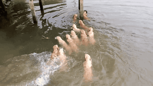 gifsboom:  Video: Guy Goes Swimming with 12 Golden Retrievers 