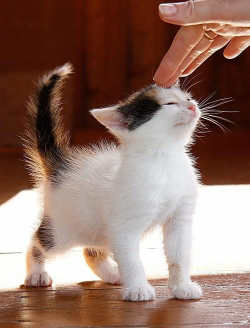 awwww-cute:  Instead of Fear She Always Wants Human Affection!