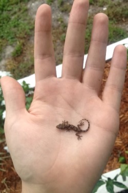 justinlandd:  Is it a big hand or a small gecko? The world may
