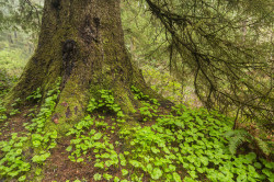 90377:    Cascadia Forest Giants by l_c_m_tt_website | instagram