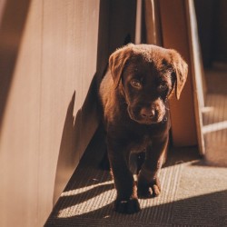 pennsylvania-pine:  #chocolatelab #puppy at work! Sometimes working