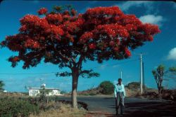 scarecrowbox:Flamboyant tree, Mauritius, 1992. Photo by Abbas