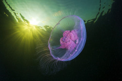 asylum-art-2:  Jellyfish Madness by Alexander Semenov  Alexander