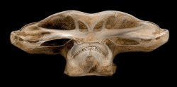 sixpenceee:  An x-ray of the head of a hammerhead shark.  Dan