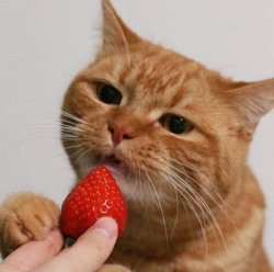 justcatposts:  froot