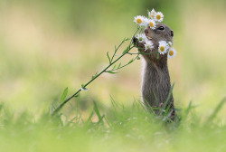 nubbsgalore:  the timid european ground squirrel, stopping to