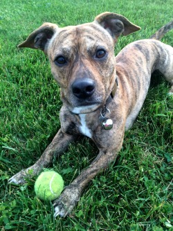 allanimalsunited: dogsandpupsdaily:  Staffordshire Bull Terrier.http://shaalalm.tumblr.com/