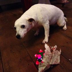 awwww-cute:  She managed to open her Christmas present last night,