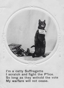 concretefemme:  look at this cop-hating suffragette kitty  