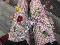   i stuffed wildflowers in my fishnets (*flower punk*)!!! 