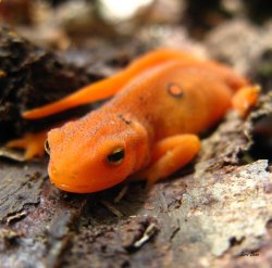 earthlynation:  Blazing Eft 