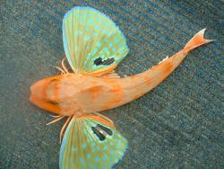 perfectlyscrumptious:  coolthingoftheday:  A flying gurnard fish