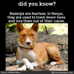 did-you-kno:  Basenjis are fearless. In Kenya, they are used