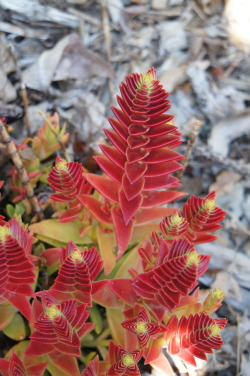 flora-file:  Crassula corymbulosa (by flora-file)