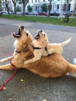 thebestoftumbling:    Like father like son   