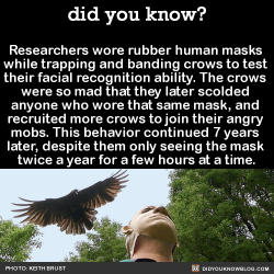 did-you-kno:  Researchers wore rubber human masks  while trapping