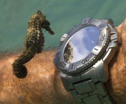 kopekmavisihufisi:    Seahorse Inspects a Diver’s Watch .