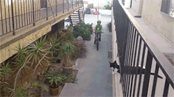sizvideos:  Cat High Fives Kid on Bike - Video  Ahahahahahah!