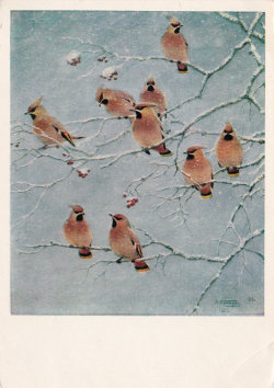 sovietpostcards:  Komarov “Cedar Waxwing Birds”, postcard