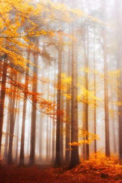 radivs:  Colors of Fall by Kristjan Rems 