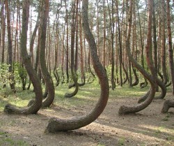  In a tiny corner of western Poland a forest of about 400 pine