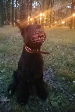 blazepress:  The Most Terrifying Dog Muzzle Ever Turns Your Dog
