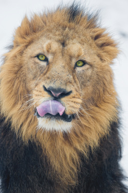 captvinvanity:    Radja showing his tongue   | Photographer |