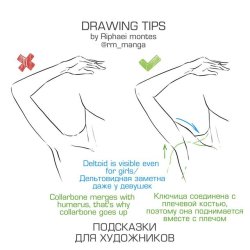 drawingden:Quick Anatomy Tips by rm_manga